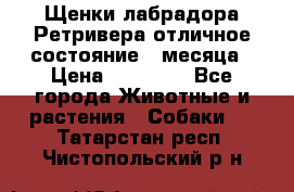 Щенки лабрадора Ретривера отличное состояние 2 месяца › Цена ­ 30 000 - Все города Животные и растения » Собаки   . Татарстан респ.,Чистопольский р-н